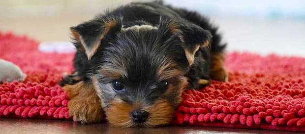 Yorkshire  terrier cucciolo