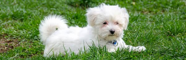 bichon maltese nel parco