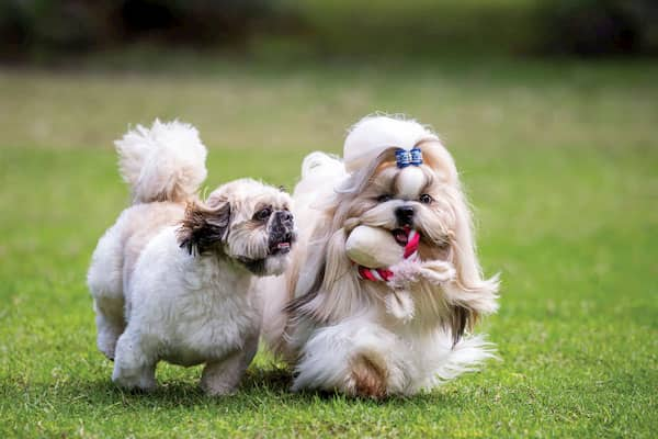 femmina e maschio-shih-tzu