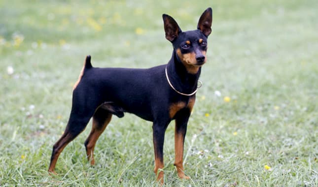 miniatura pinscher