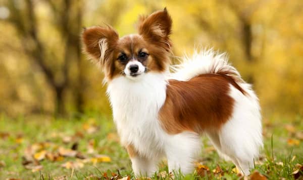 papillon bianco e marrone con 2 anni